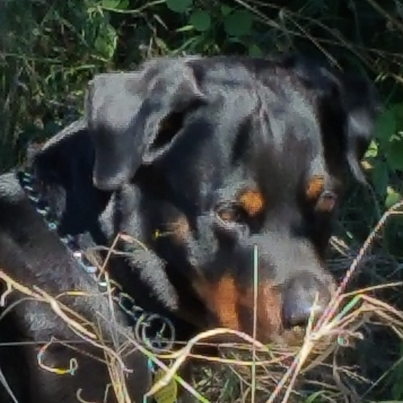 Not for sale - Picture 4 of 12